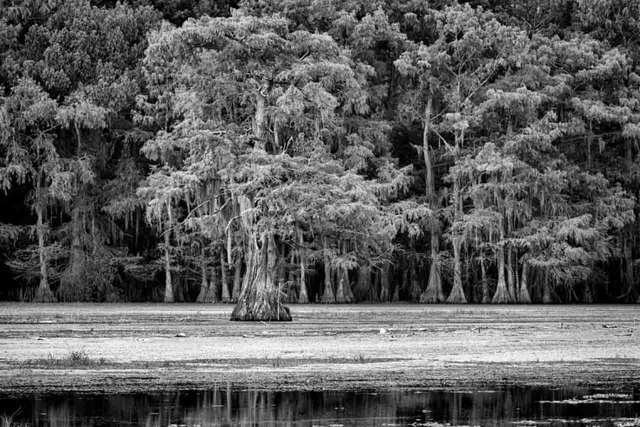 Caddo Lake in Texas in United States in black and white Caddo Lake in Texas in United States in black and white