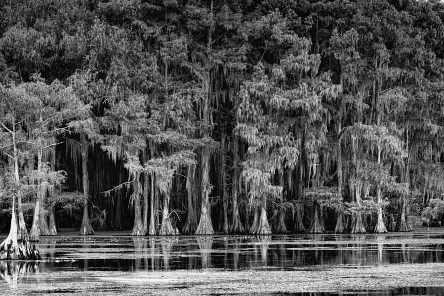 Caddo Lake in Texas in United States in black and white Caddo Lake in Texas in United States in black and white