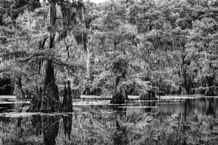Caddo Lake in Texas in United States in black and white Caddo Lake in Texas in United States in black and white