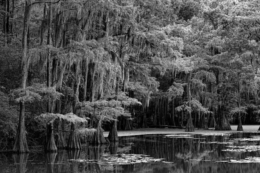 Caddo Lake in Texas in United States in black and white Caddo Lake in Texas in United States in black and white