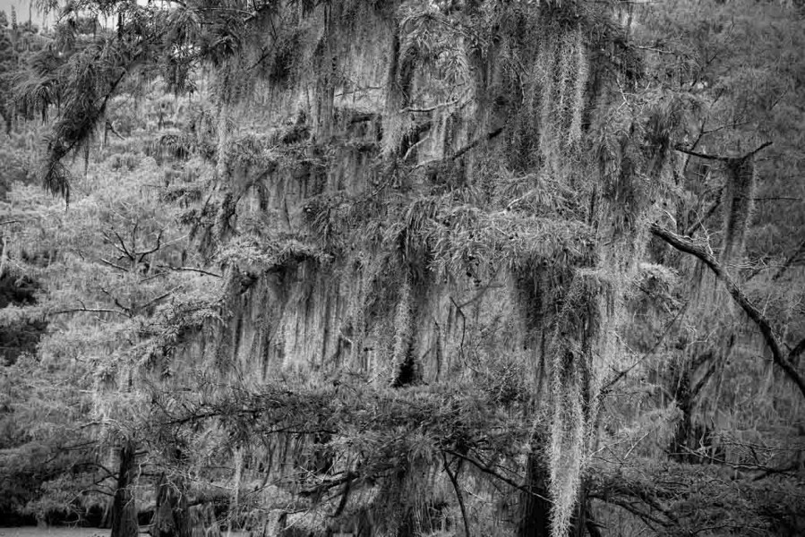 Caddo Lake in Texas in United States in black and white Caddo Lake in Texas in United States in black and white