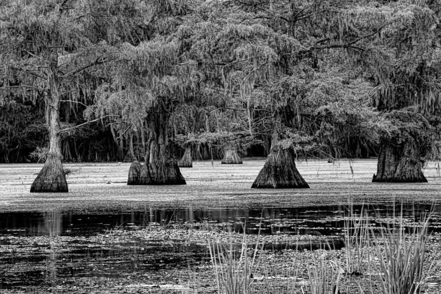 Caddo Lake in Texas in United States in black and white Caddo Lake in Texas in United States in black and white