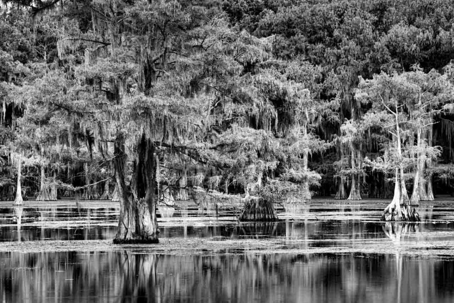 Caddo Lake in Texas in United States in black and white Caddo Lake in Texas in United States in black and white