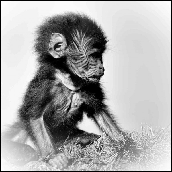 Gelada en Ethiopie en noir et blanc Gelada en Ethiopie en noir et blanc