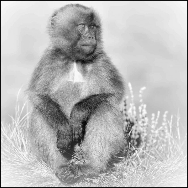 Gelada en Ethiopie en noir et blanc Gelada en Ethiopie en noir et blanc