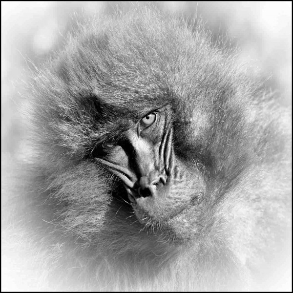 Gelada en Ethiopie en noir et blanc Gelada en Ethiopie en noir et blanc