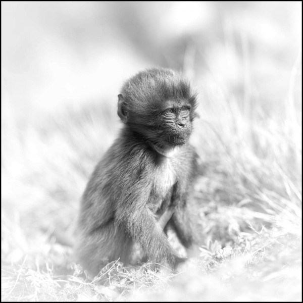Gelada en Ethiopie en noir et blanc Gelada en Ethiopie en noir et blanc