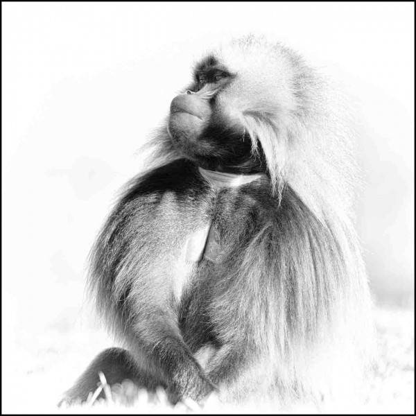 Gelada en Ethiopie en noir et blanc Gelada en Ethiopie en noir et blanc