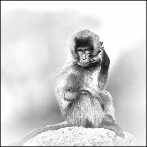 Gelada en Ethiopie en noir et blanc Gelada en Ethiopie en noir et blanc