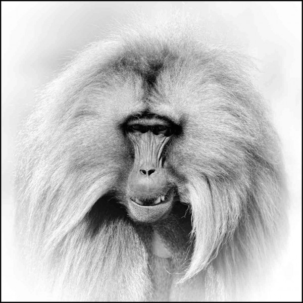 Gelada en Ethiopie en noir et blanc Gelada en Ethiopie en noir et blanc