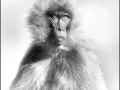 Gelada en Ethiopie en noir et blanc