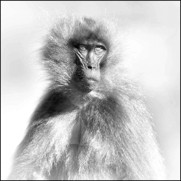 Gelada en Ethiopie en noir et blanc Gelada en Ethiopie en noir et blanc