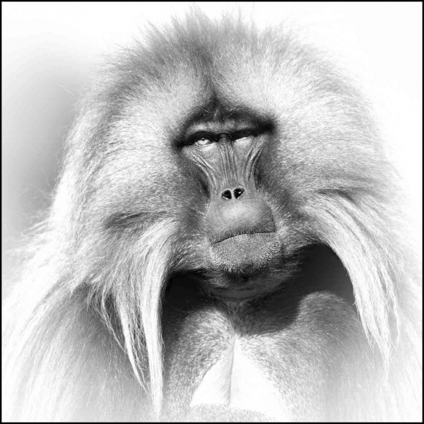 Gelada en Ethiopie en noir et blanc Gelada en Ethiopie en noir et blanc