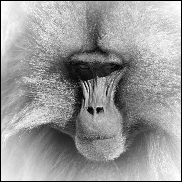 Gelada en Ethiopie en noir et blanc Gelada en Ethiopie en noir et blanc