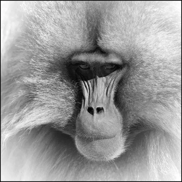 Gelada en Ethiopie en noir et blanc Gelada en Ethiopie en noir et blanc