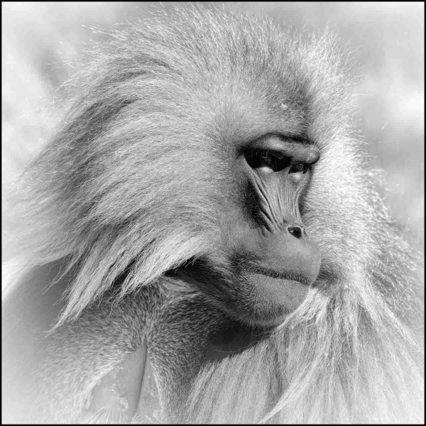 Gelada en Ethiopie en noir et blanc Gelada en Ethiopie en noir et blanc