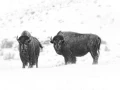 Bisons dans la neige en hiver dans le Yellowsone.