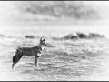 Loup d'Ethiopie en noir et blanc