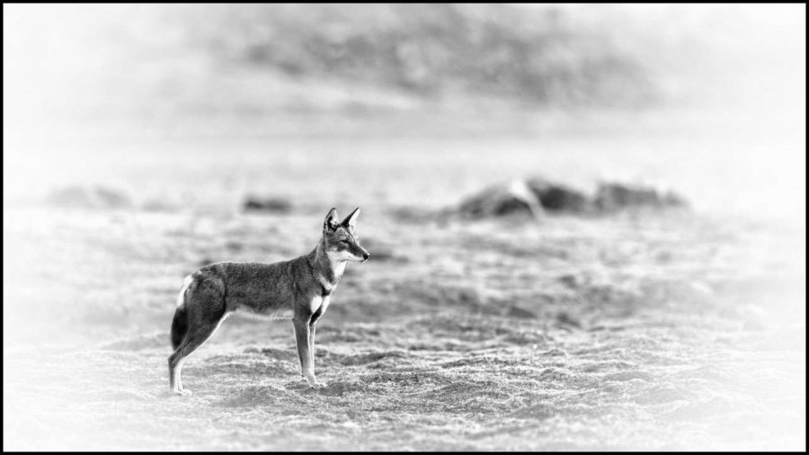 Loup d'Ethiopie en noir et blanc Loup d'Ethiopie en noir et blanc