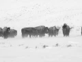 Bisons dans la neige en hiver dans le Yellowsone.