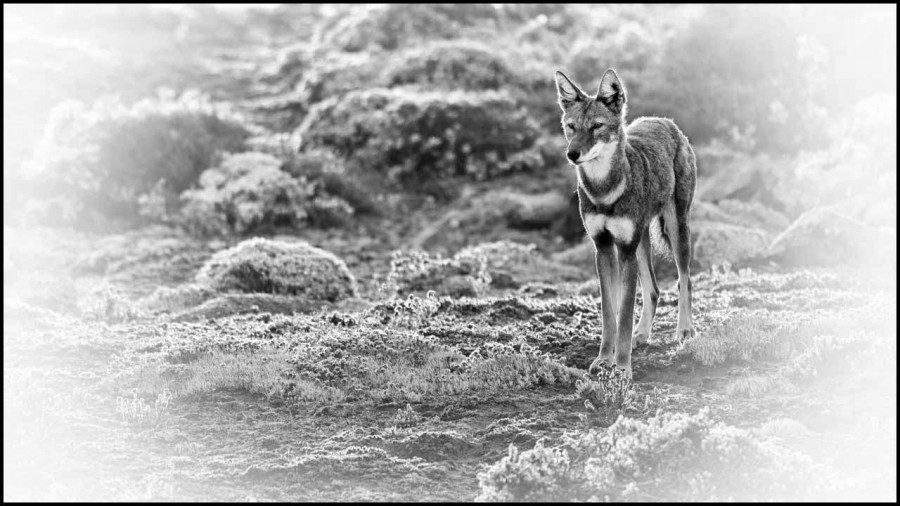 Loup d'Ethiopie en noir et blanc Loup d'Ethiopie en noir et blanc