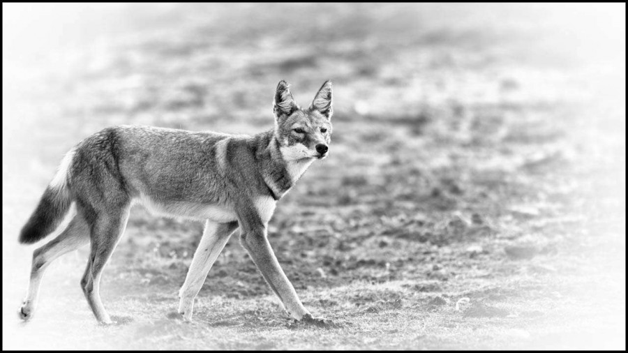 Loup d'Ethiopie en noir et blanc Loup d'Ethiopie en noir et blanc