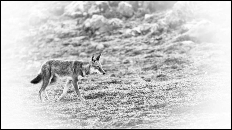 Loup d'Ethiopie en noir et blanc Loup d'Ethiopie en noir et blanc
