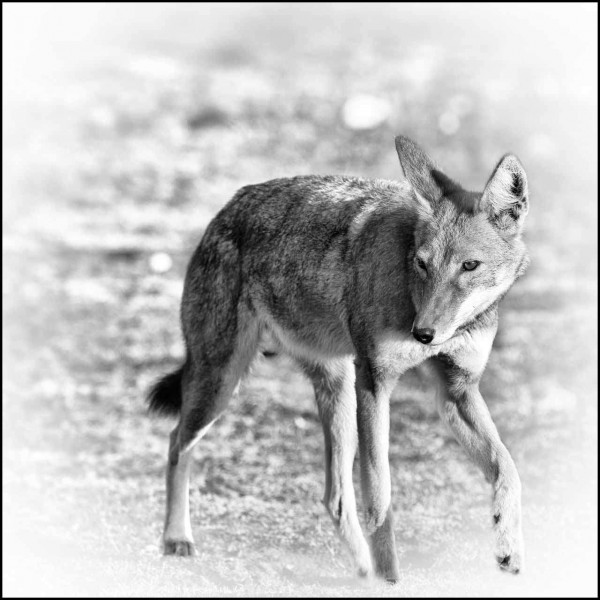 Loup d'Ethiopie en noir et blanc Loup d'Ethiopie en noir et blanc