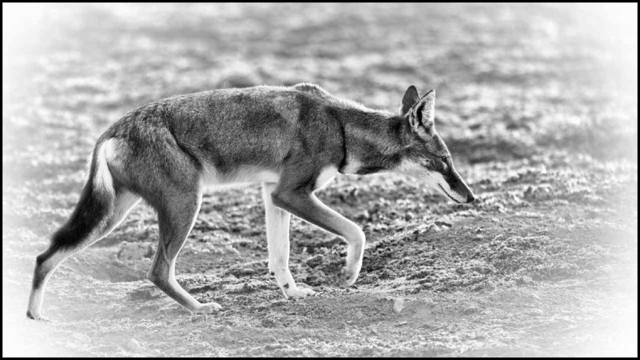 Loup d'Ethiopie en noir et blanc Loup d'Ethiopie en noir et blanc