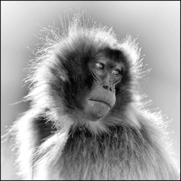 Gelada in Ethiopia in black and white Gelada in Ethiopia in black and white