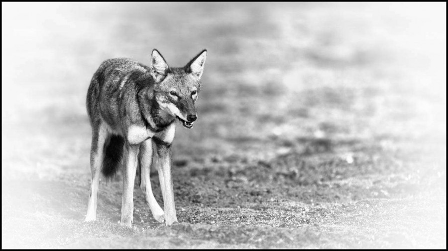 Loup d'Ethiopie en noir et blanc Loup d'Ethiopie en noir et blanc