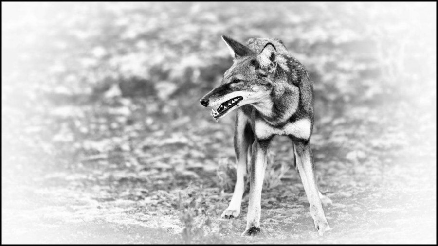 Loup d'Ethiopie en noir et blanc Loup d'Ethiopie en noir et blanc