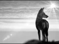 Loup d'Ethiopie en noir et blanc