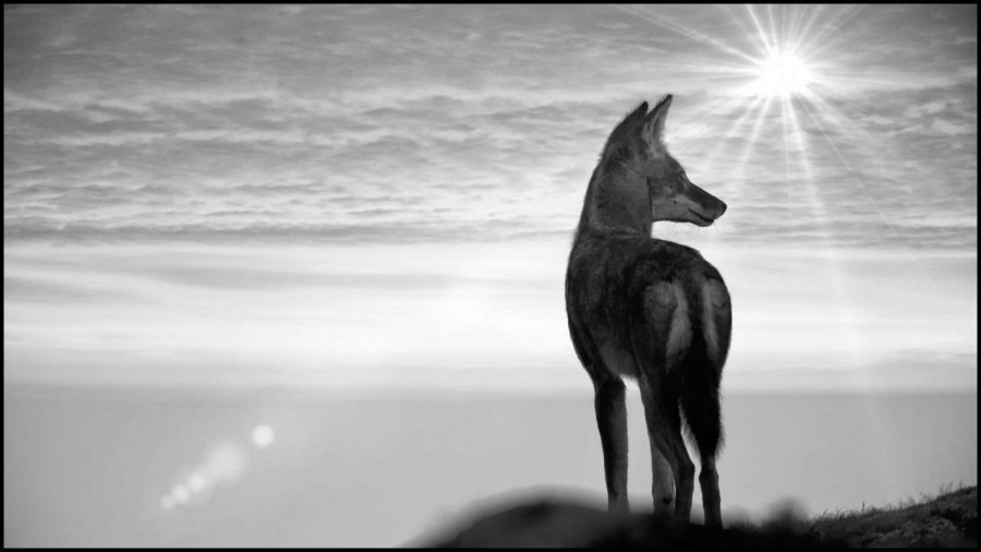 Loup d'Ethiopie en noir et blanc Loup d'Ethiopie en noir et blanc
