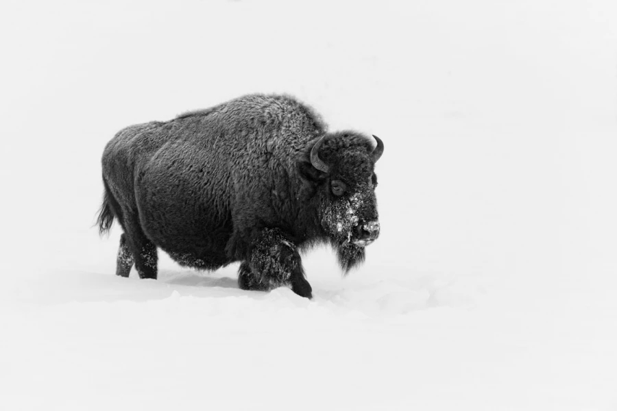 Bison dans la neige en hiver dans le Yellowsone. Bison dans la neige en hiver dans le Yellowsone.