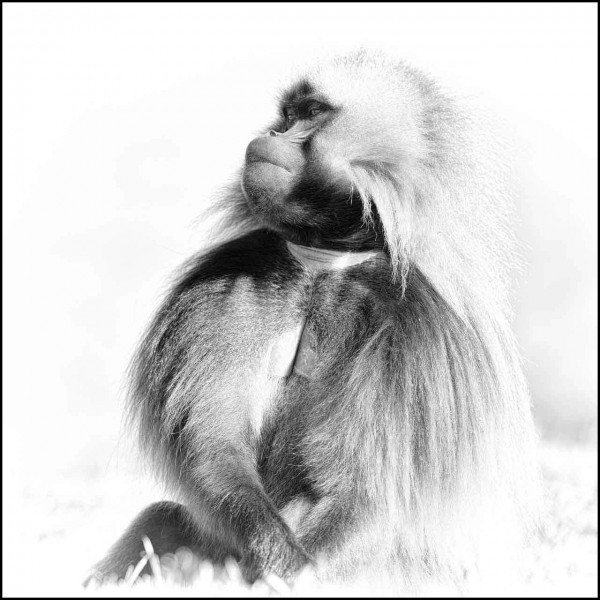 Gelada in Ethiopia in black and white Gelada in Ethiopia in black and white