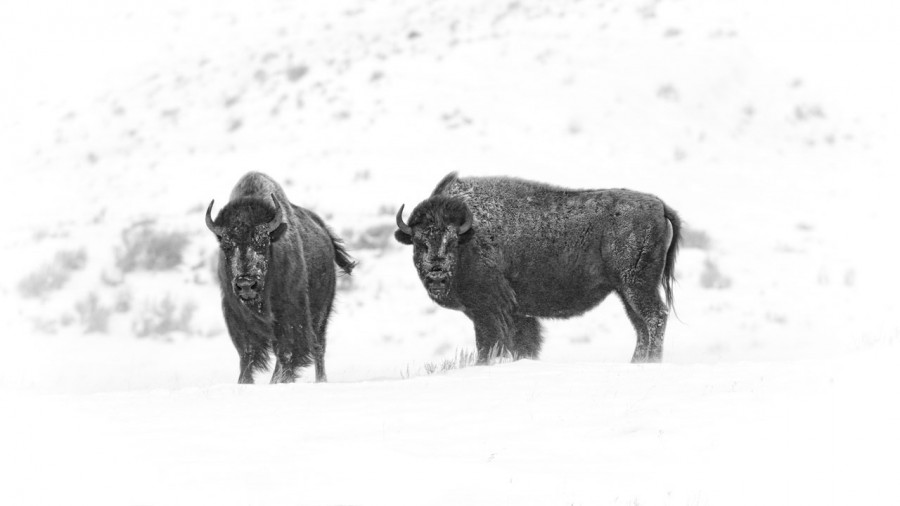 Bisons in the snow in Yellowstone in Winter. Bisons in the snow in Yellowstone in Winter.