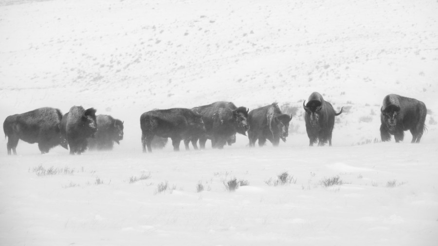 Bisons in the snow in Yellowstone in Winter. Bisons in the snow in Yellowstone in Winter.