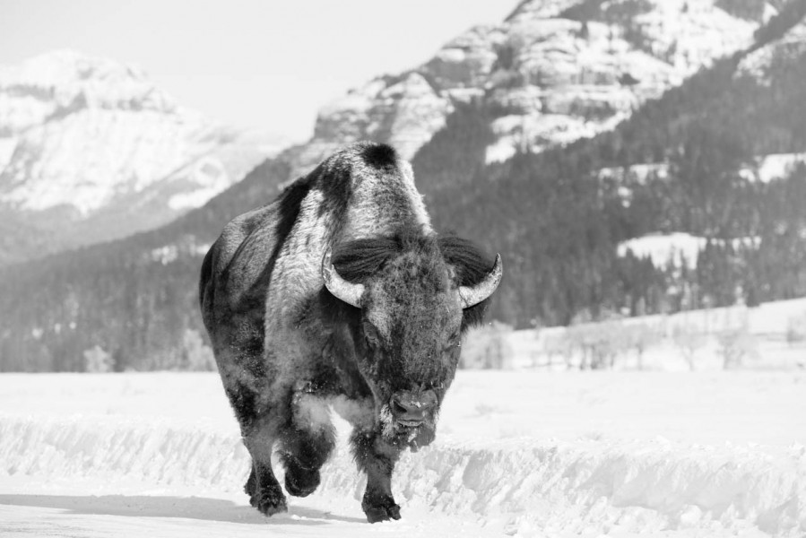 Bison in the snow in Yellowstone in Winter. Bison in the snow in Yellowstone in Winter.