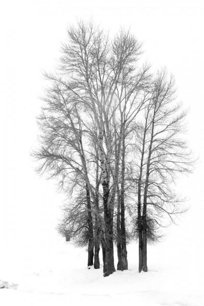 Snowy landscape of yellowstone in winter. Snowy landscape of yellowstone in winter.