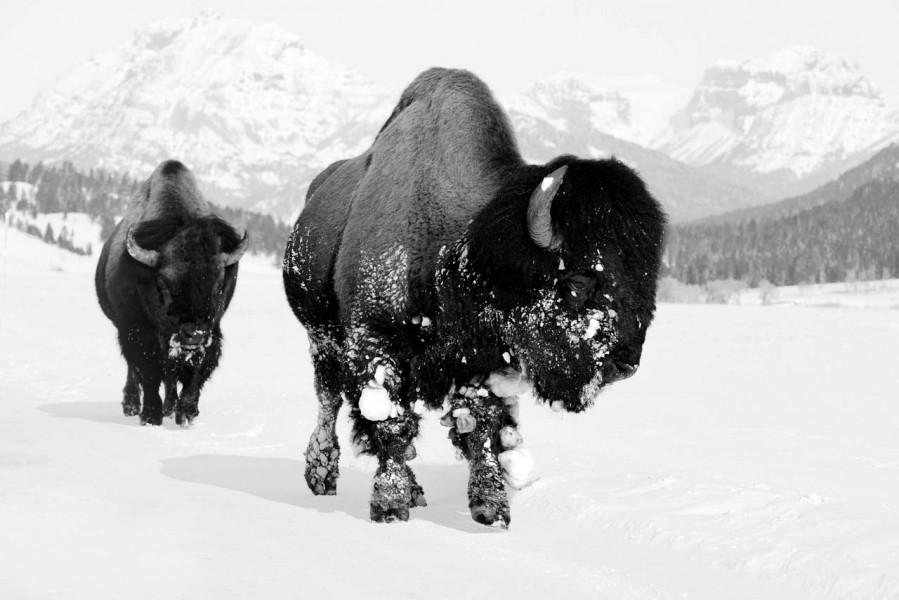 Bisons in the snow in Yellowstone in Winter. Bisons in the snow in Yellowstone in Winter.