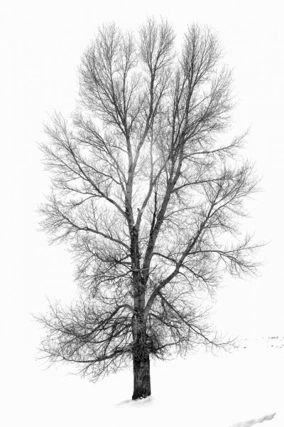 Snowy landscape of yellowstone in winter. Snowy landscape of yellowstone in winter.