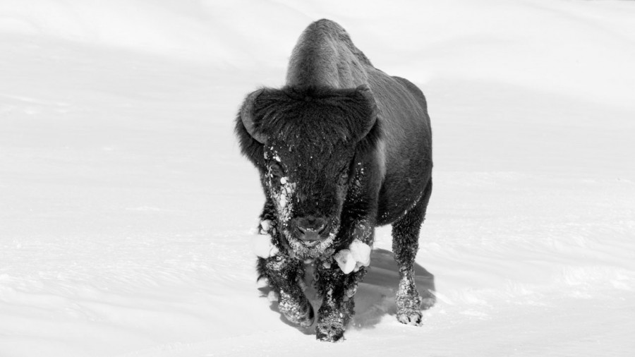 Bison in the snow in Yellowstone in Winter. Bison in the snow in Yellowstone in Winter.