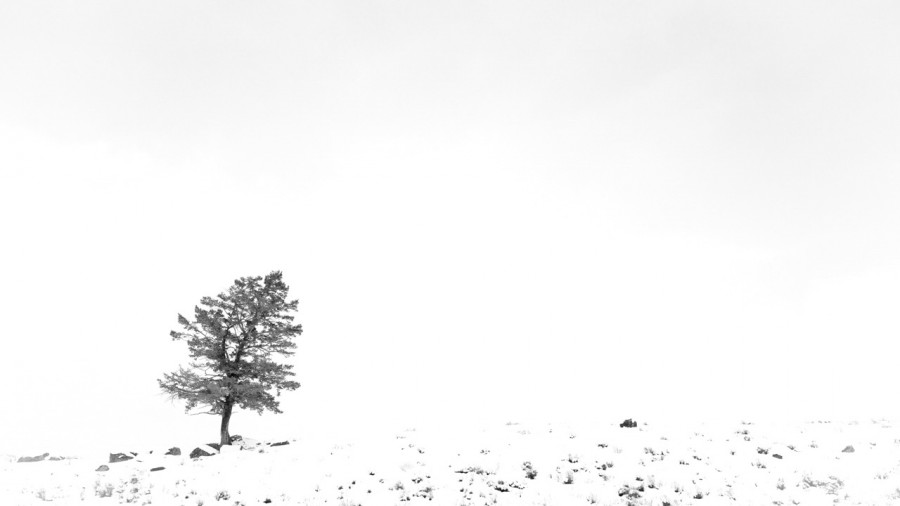 Snowy landscape of yellowstone in winter. Snowy landscape of yellowstone in winter.