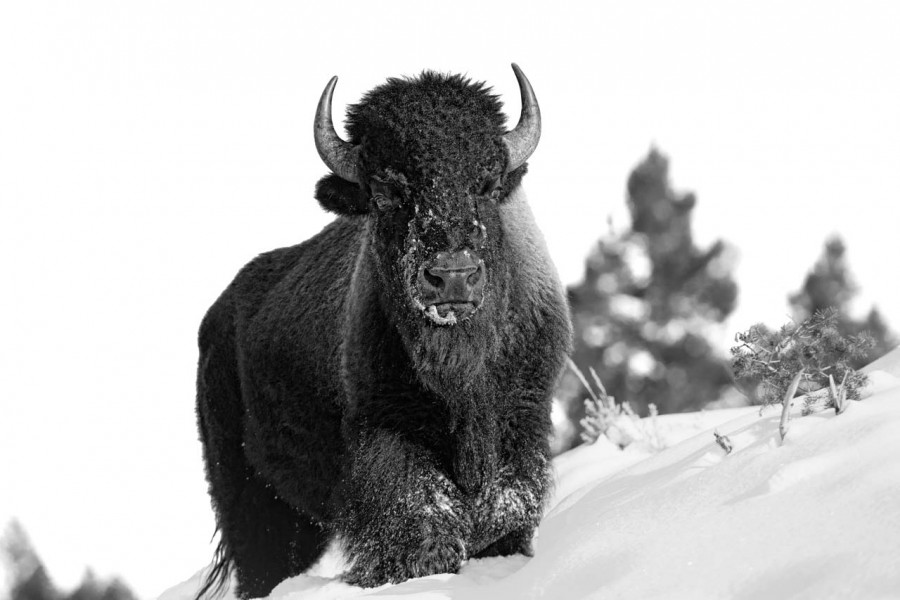 Bison in the snow in Yellowstone in Winter. Bison in the snow in Yellowstone in Winter.
