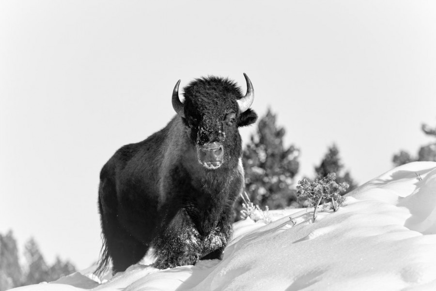 Bison in the snow in Yellowstone in Winter. Bison in the snow in Yellowstone in Winter.