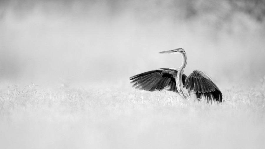 Photographie animalière en high key. Photographie animalière en high key.