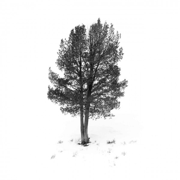 Snowy landscape of yellowstone in winter. Snowy landscape of yellowstone in winter.