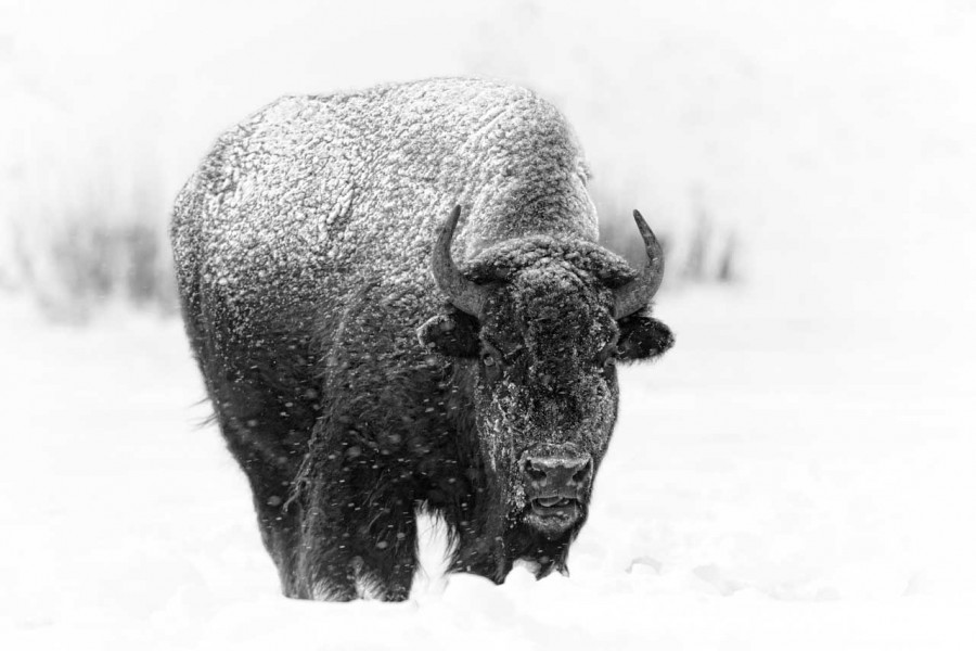Bison in the snow in Yellowstone in Winter. Bison in the snow in Yellowstone in Winter.