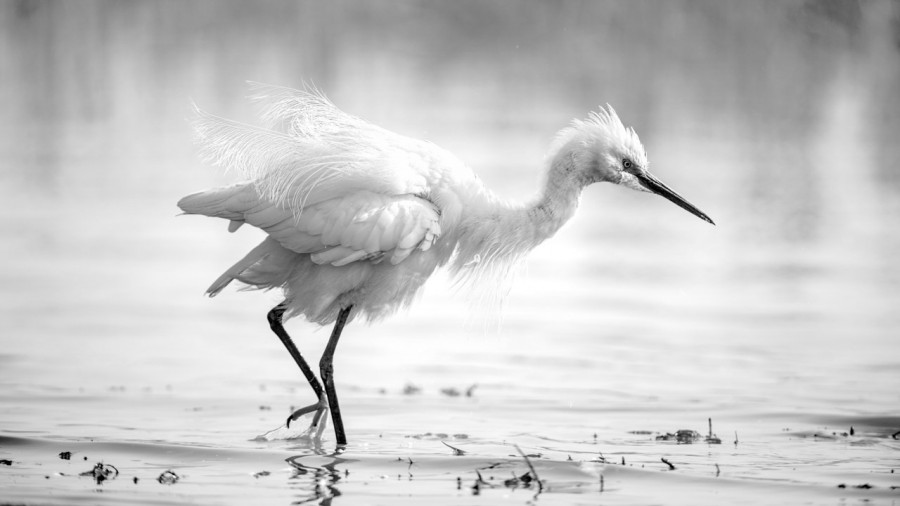Photographie animalière en high key. Photographie animalière en high key.